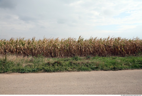 Plant Fields