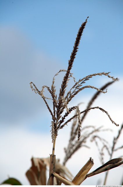 Plant Fields