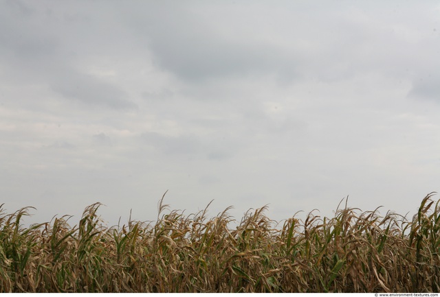 Plant Fields