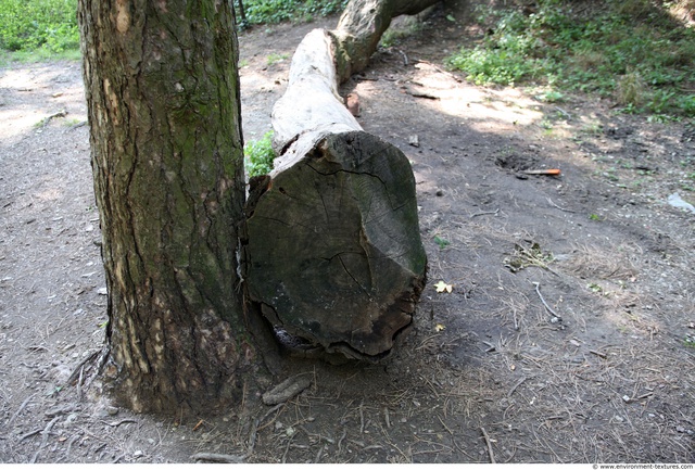 Tree Bark Ends Wood
