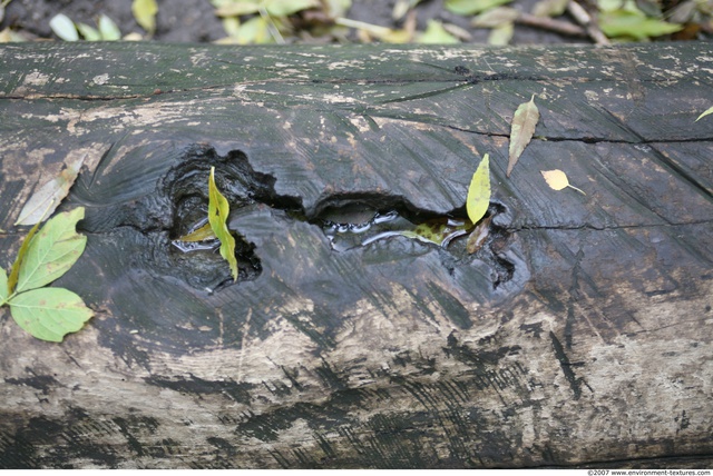 Tree Bark