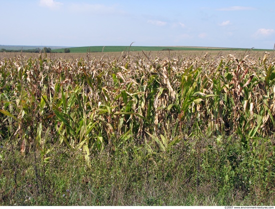 Plant Fields