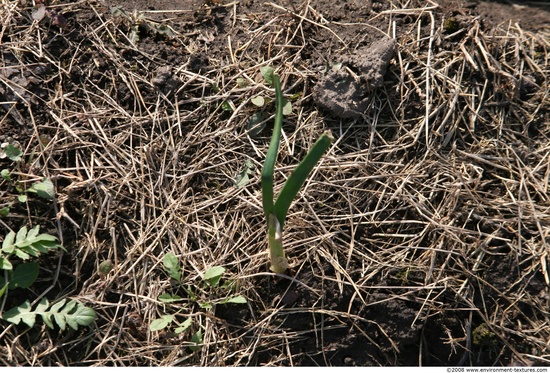 Various Soil