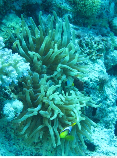 Corals