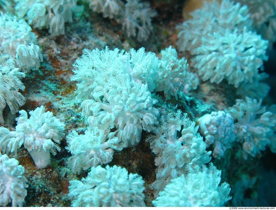 Corals