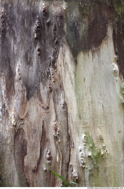 Tree Bark