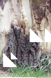 Tree Bark