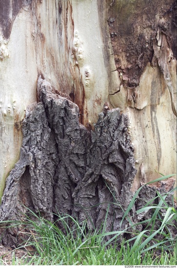 Tree Bark