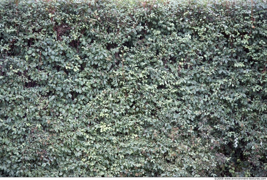 Hedges