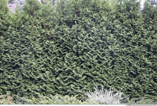 Hedges