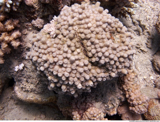 Corals