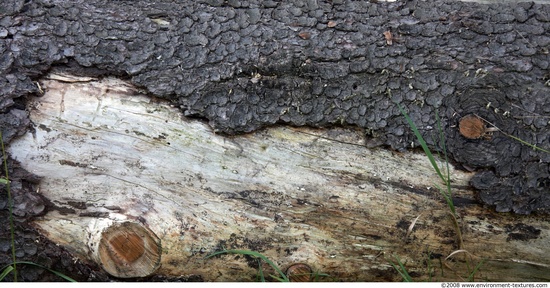 Tree Bark