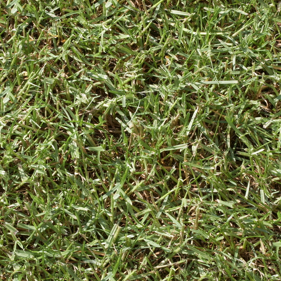 Seamless Grass