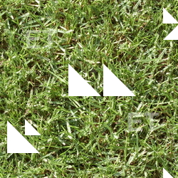 Seamless Grass