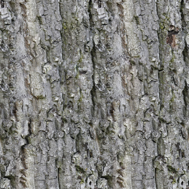 Seamless Tree Bark