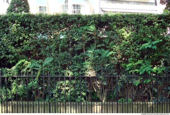 Hedges