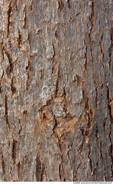 Tree Bark