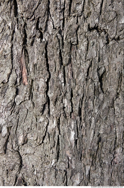 Tree Bark