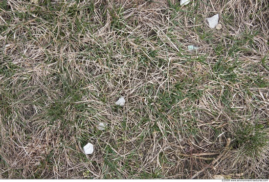 Grass Dead