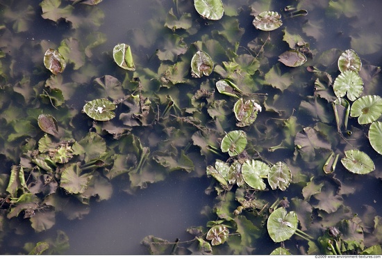 Waterplants