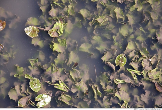 Waterplants