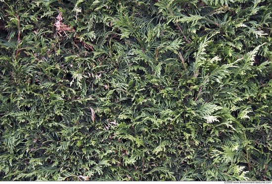 Hedges