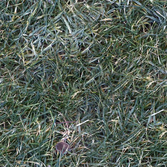 Seamless Grass Frozen