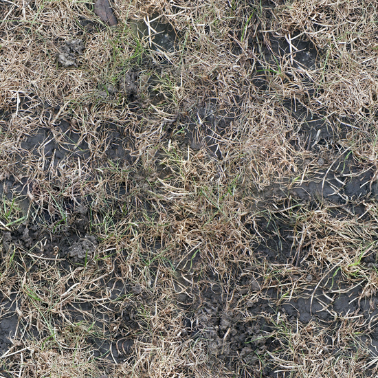 Seamless Grass Dead