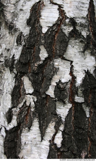 Tree Bark