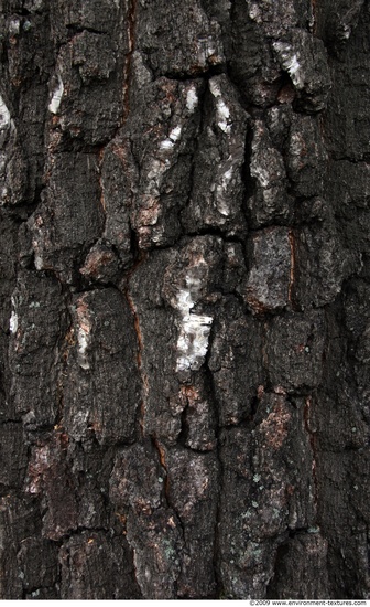 Tree Bark