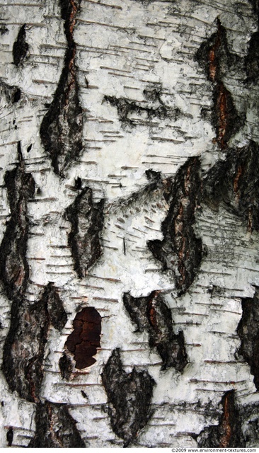 Tree Bark