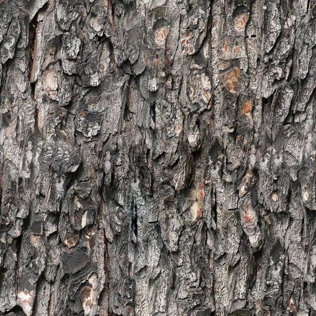 Seamless Tree Bark