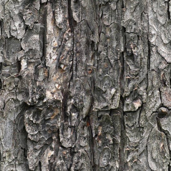 Seamless Tree Bark