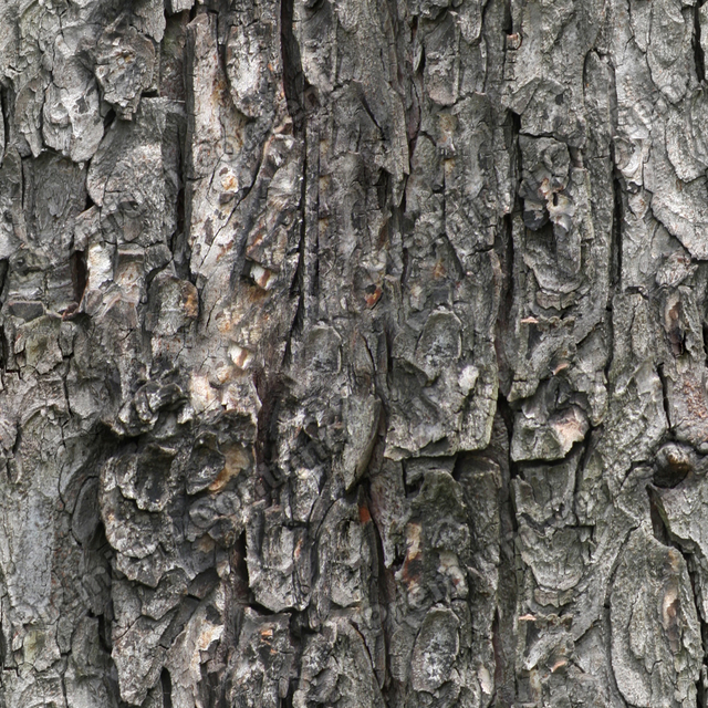 Seamless Tree Bark