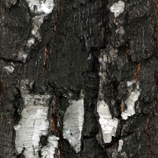 Seamless Tree Bark