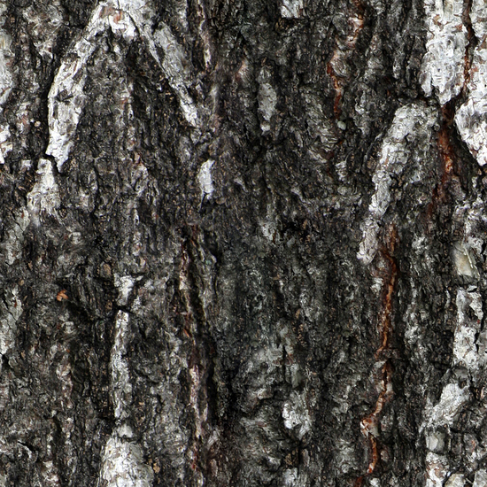 Seamless Tree Bark