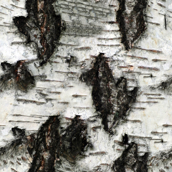 Seamless Tree Bark