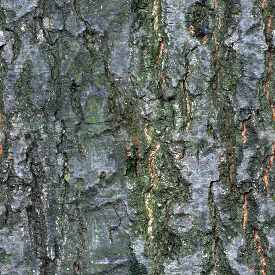 Seamless Tree Bark