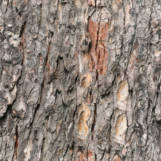 Seamless Tree Bark