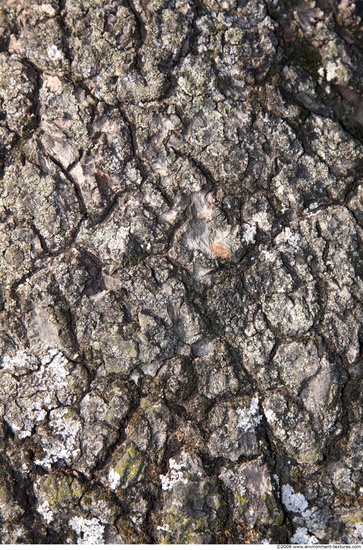 Tree Bark