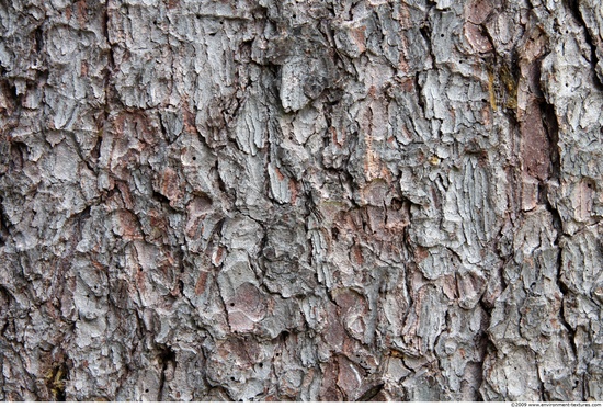 Tree Bark