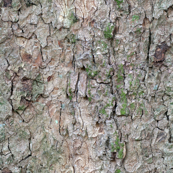 Seamless Tree Bark