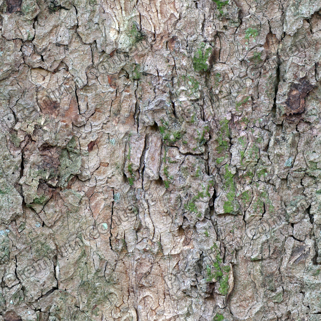 Seamless Tree Bark