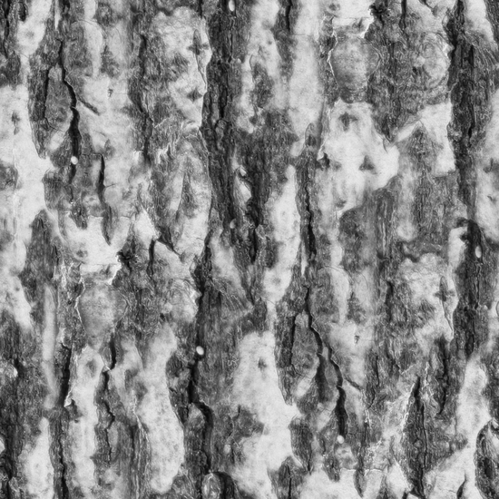 Seamless Tree Bark