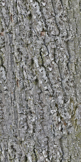 Seamless Tree Bark