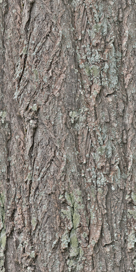 Seamless Tree Bark