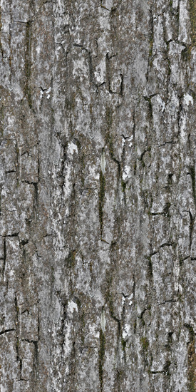 Seamless Tree Bark