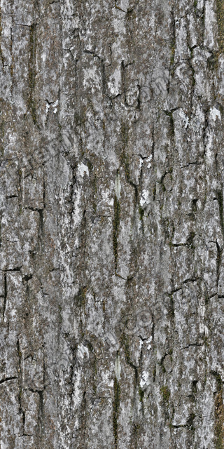 Seamless Tree Bark