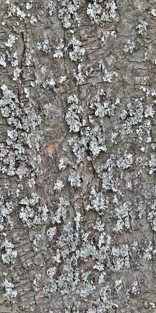 Seamless Tree Bark