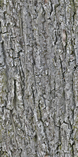 Seamless Tree Bark